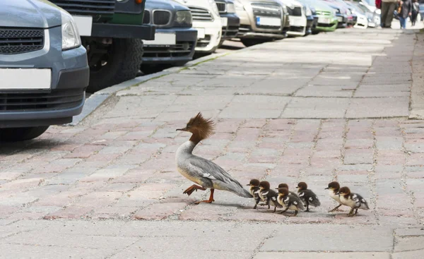 カンムリカイツブリ家族都市 — ストック写真