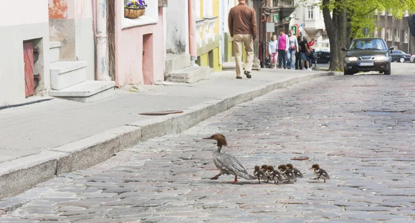 Fuut familie in stad — Stockfoto