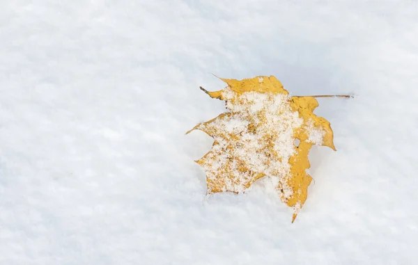 Sarı yaprağına snow — Stok fotoğraf