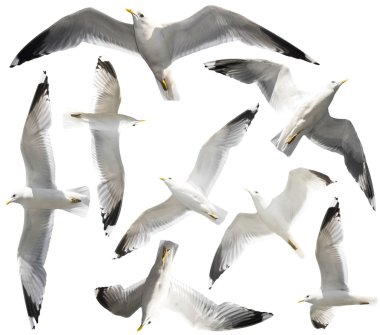 Isolated seagulls clipart