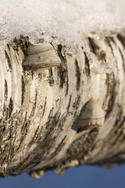자작나무 나무에 버섯 — 스톡 사진