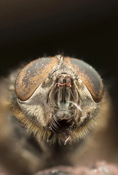 Extrême gros plan de la tête d'une mouche — Photo