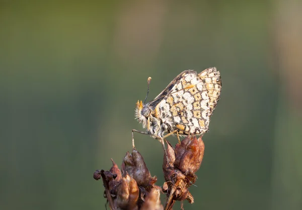 Wet brown butterfly — Stock Photo, Image