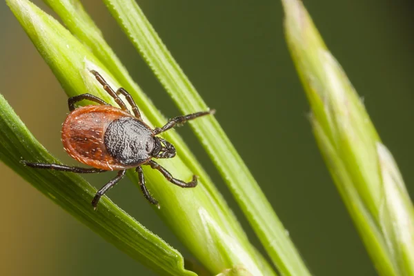 Tick on a plant straw — Stock Photo, Image