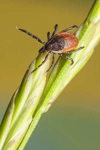 Tick on a plant straw — Stock Photo, Image