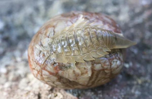 Kepiting di atas batu — Stok Foto