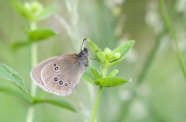 Brauner Schmetterling auf Pflanze — Stockfoto