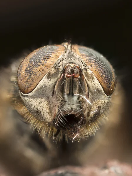 Extrême gros plan de la tête d'une mouche — Photo