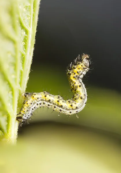 Larva o oruga amarillenta y verdosa —  Fotos de Stock