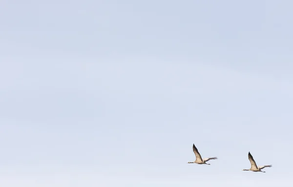 Flying cranes — Stock Photo, Image