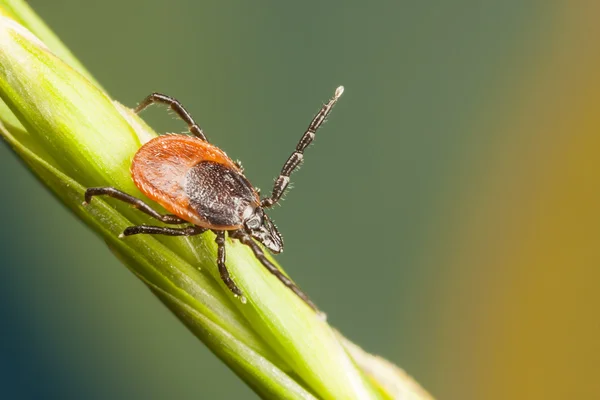 Tick on a plant straw — Stock Photo, Image