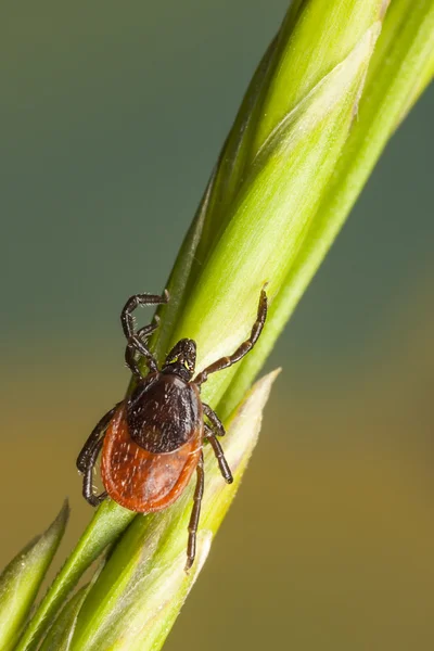 Marque en una paja de la planta —  Fotos de Stock