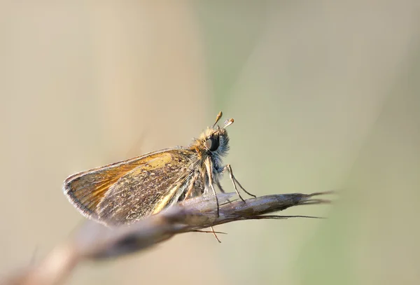 Trochu mokrý motýl — Stockfoto