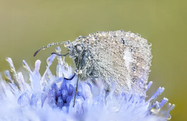 Wet butterfly on a blue flower — Stock Photo, Image