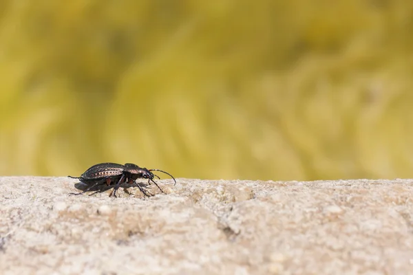 Schwarzer Käfer auf Felsen — Stockfoto