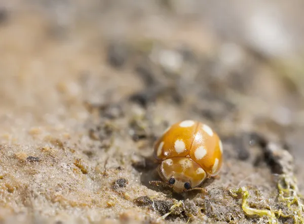 Turuncu bebek ladybird — Stok fotoğraf