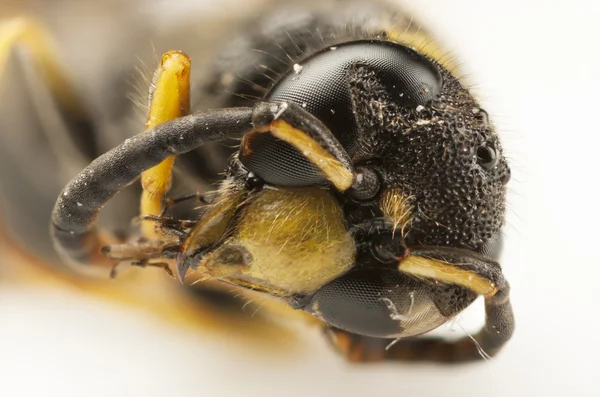 Porträt eines Wespenkopfes — Stockfoto