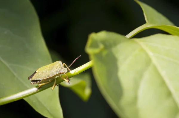 Green stink bug — Stock Photo, Image