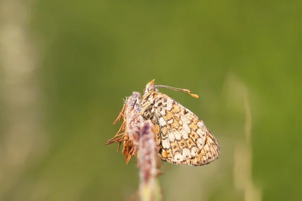 Borboleta marrom molhada — Fotografia de Stock