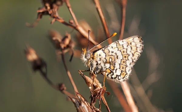Мокрий коричневий метелик — стокове фото