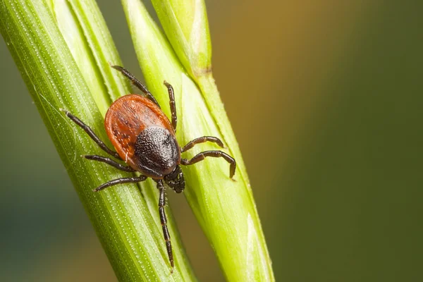 Tick on a plant straw — Stock Photo, Image