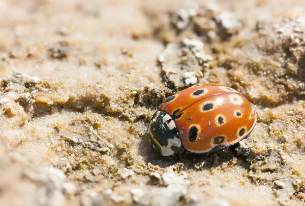 Ladybird closeup — Stock Photo, Image