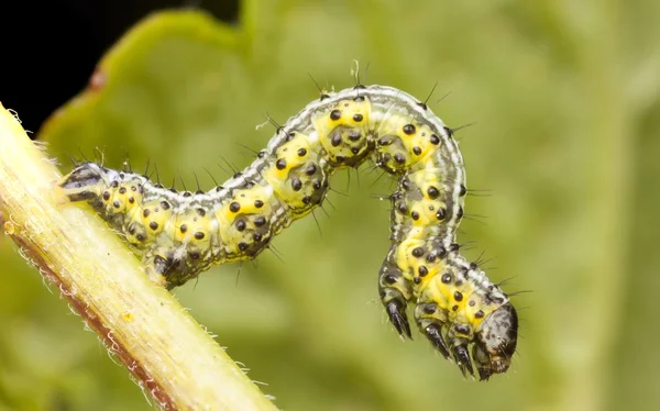 Larva o oruga amarillenta y verdosa —  Fotos de Stock