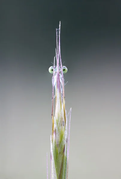 Damselfly escondida detrás de una planta — Foto de Stock