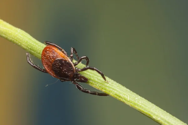 Marque en una paja de la planta —  Fotos de Stock