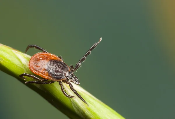 Tick on a plant straw — Stock Photo, Image