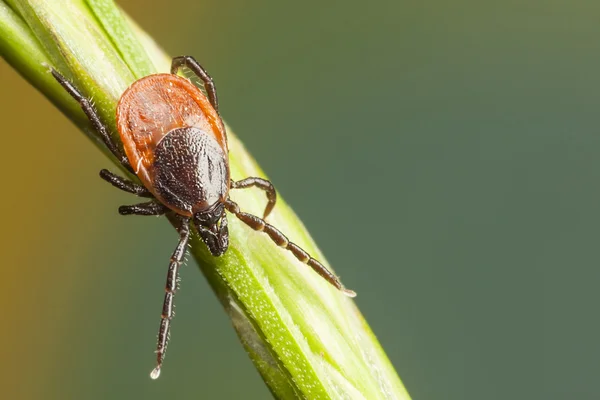 Tick on a plant straw — Stock Photo, Image