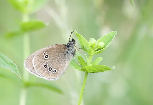 Brauner Schmetterling auf Pflanze — Stockfoto