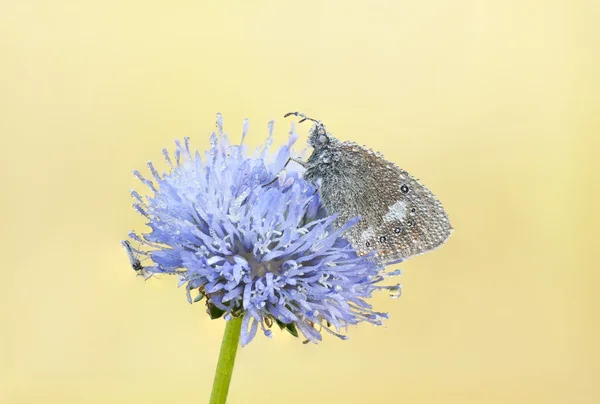 Mariposa mojada sobre una flor azul — Foto de Stock