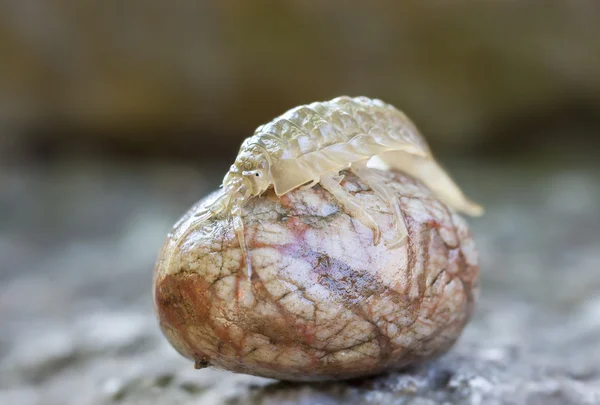 Caranguejo sobre pedra — Fotografia de Stock