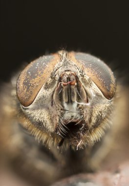 Bir sinek 's kafa aşırı closeup