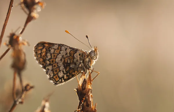 Wet brown butterfly — Stock Photo, Image