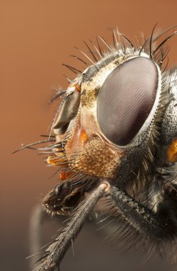 bir uçak sinek portresi