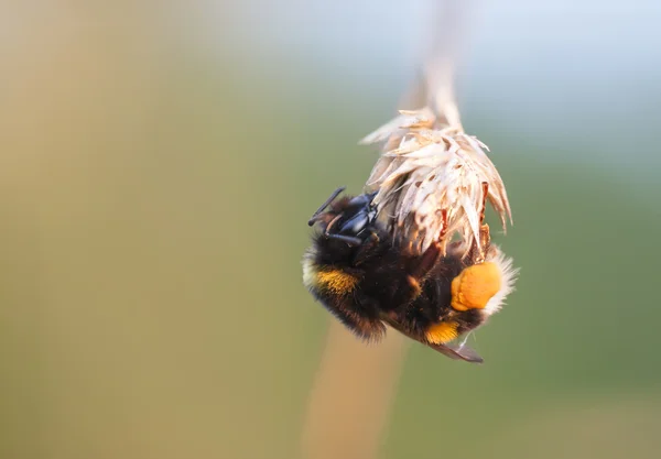 Biene auf Pflanzenstroh — Stockfoto