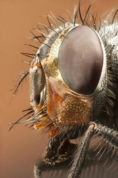 Retrato de uma mosca-zangão — Fotografia de Stock