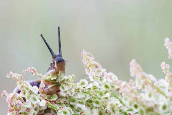 Snail on a plant — Stock Photo, Image