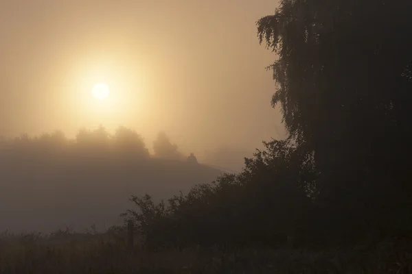 Sunrise in misty forest — Stock Photo, Image