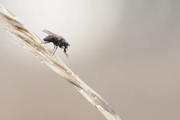 Fly on a plant straw — Stock Photo, Image