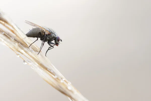 Fly on a plant straw — Stock Photo, Image