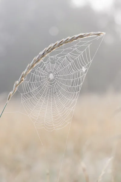 Wet spider web on a plant — Stock Photo, Image