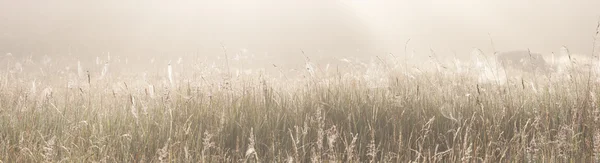 Grass field with spider webs — Stock Photo, Image