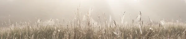 Grasveld met spinnenwebben — Stockfoto