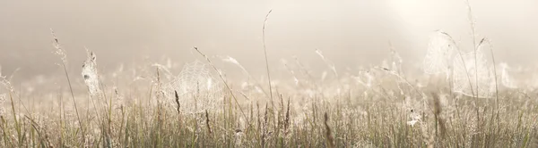 Örümcek ağları ile çim sahası — Stok fotoğraf