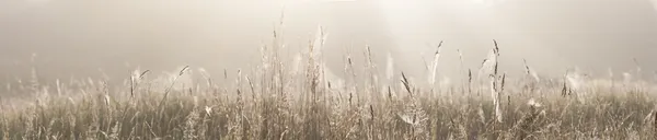 Травневе поле з павутинними сітками Ліцензійні Стокові Зображення