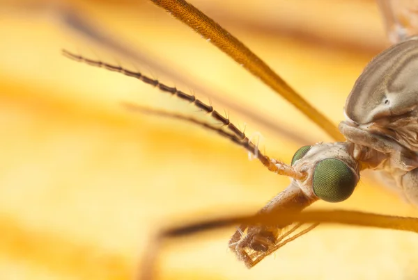 Closeu da cabeça do mosquito — Fotografia de Stock