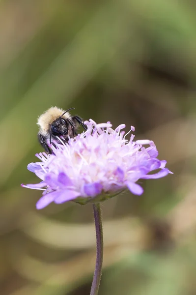 Bee on flower blossom — Stock Photo, Image